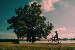 man-with-bicycle-near-a-large-tree-and-water
