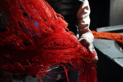 A person holding a piece of red yarn. 