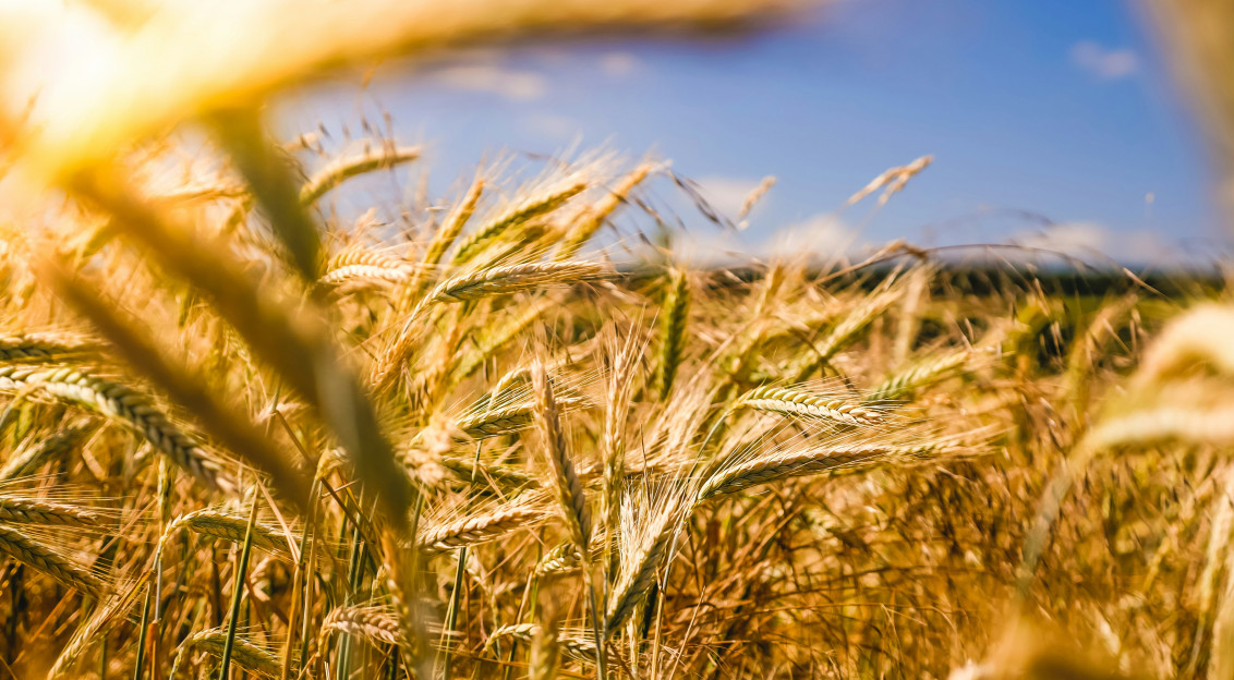 A photo presents golden wheat growing under a blue sky.