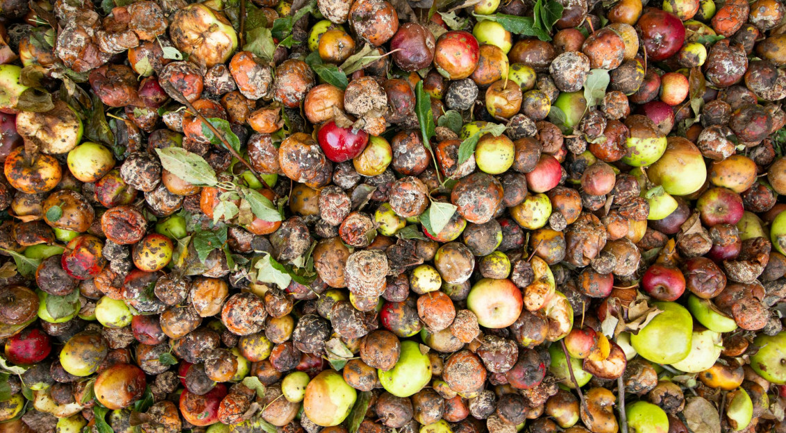 The photo presents a pile of rotten apples.