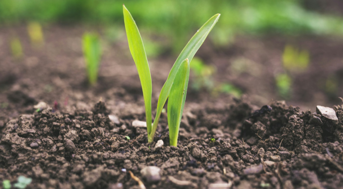 The photo presents young plants growing in soil.