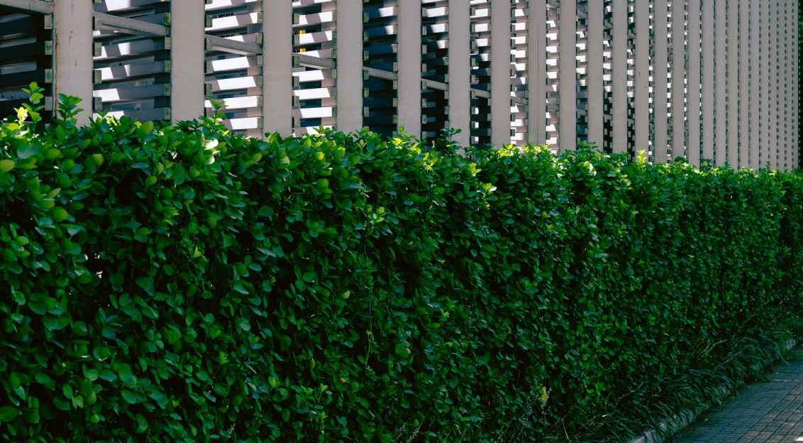 This picture shows a modern building façade surrounded by dense green landscaping and a paved walkway.