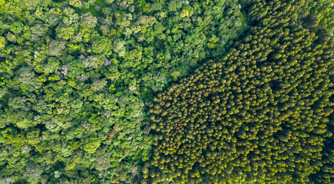 This picture is an aerial, top-down view of a dense forest, captured from above, likely by a drone or aircraft.