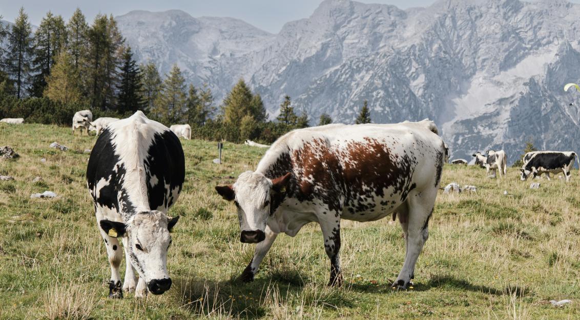 Photo by Unsplash An illustrative photo of a couple of cows that are standing in the grass