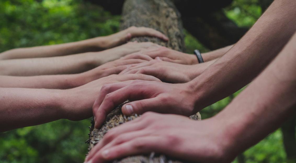 An illustrative photo of peoples' hands on a tree