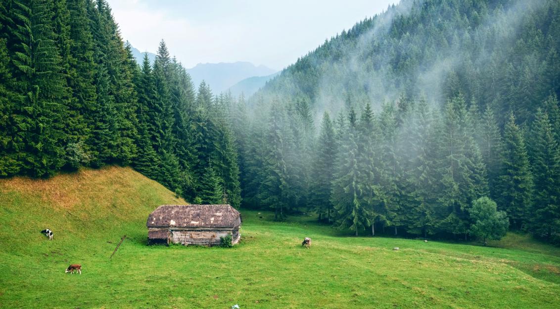 An illustrative photo of a brown wooden house surrounded by pine trees in the mountains