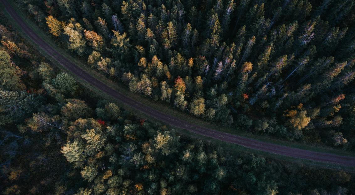Photo by Unsplash An illustrative photo of a road surrounded with forest in autumn