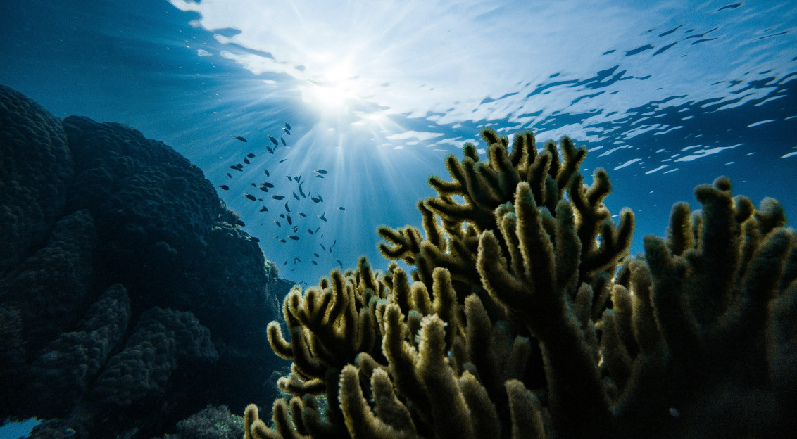 Photo by Unsplash An illustrative photo of green corals under water