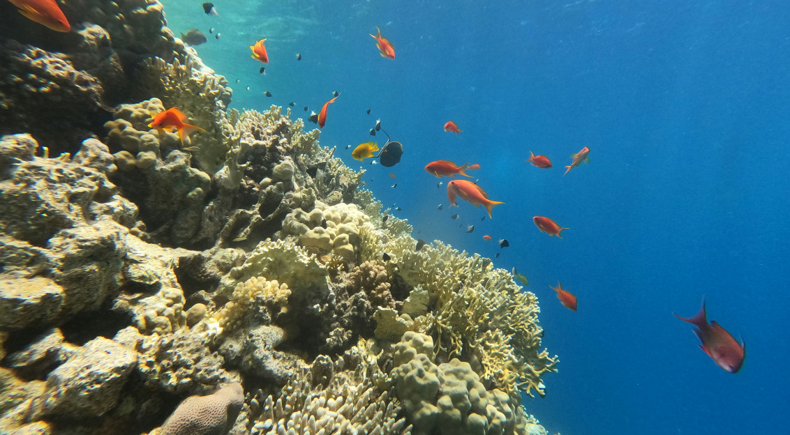 An illustrative photo of fish swimming over a coral reef.