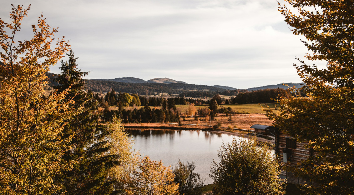 Photo by Unsplash An illustrative photo of green trees near lake under cloudy sky during daytime