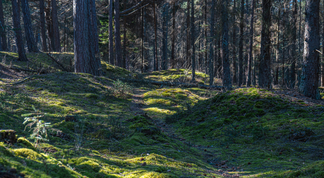 An illustrative photo of a grassy area with trees in the background.