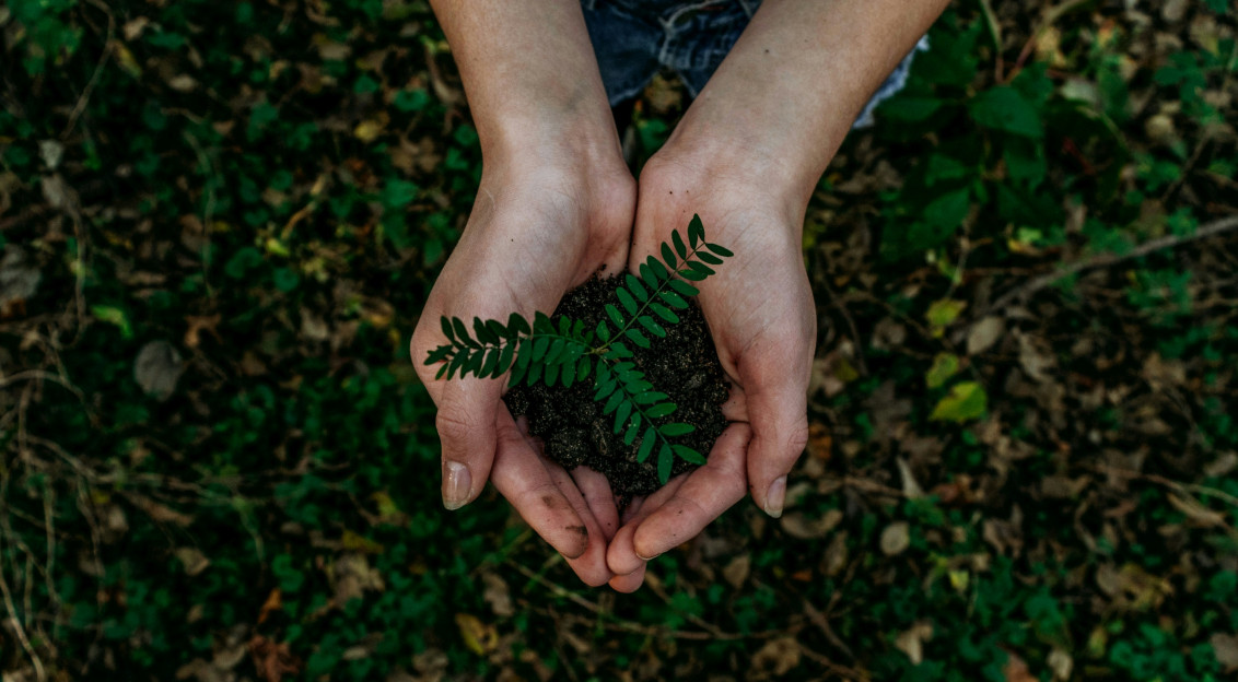 An illustrative photo of a green plant.