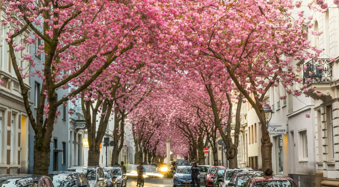 An illustrative photo of pink cherry blossom tree near cars.