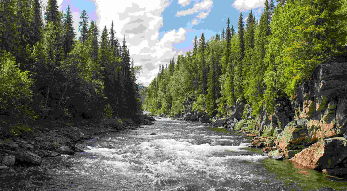 An illustrative photo of a river in a forest.
