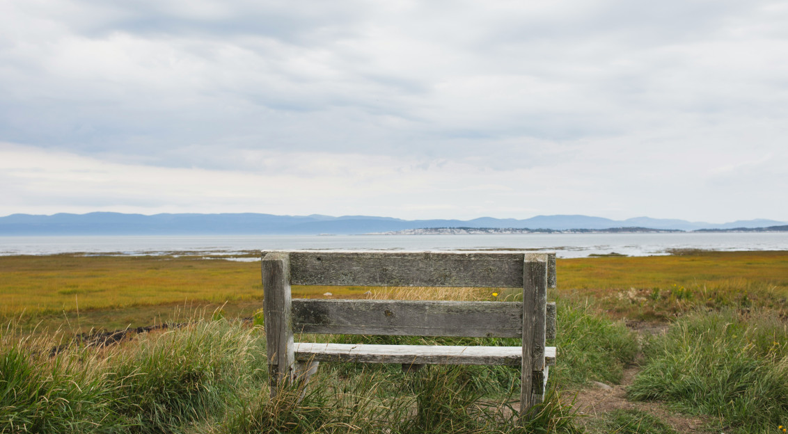 Wooden bench on green grass field